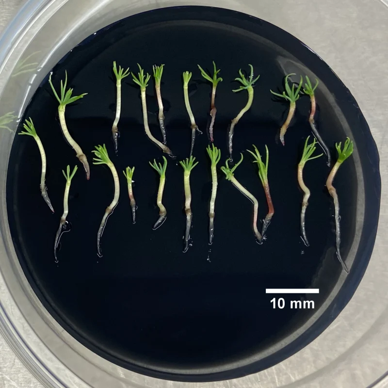 Larix Germination Picture