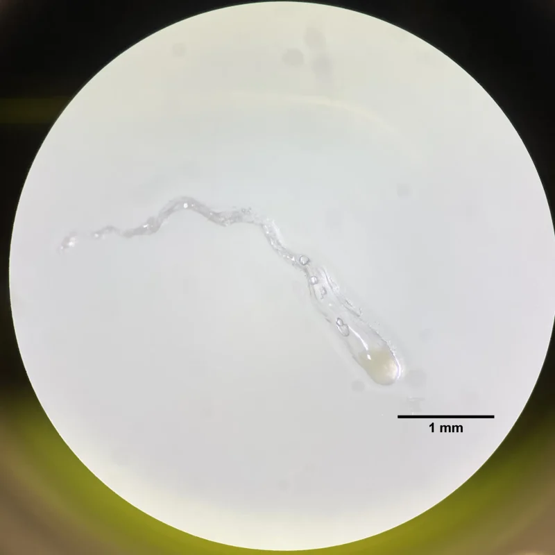 Larix_zygot_Scalebar_cropped