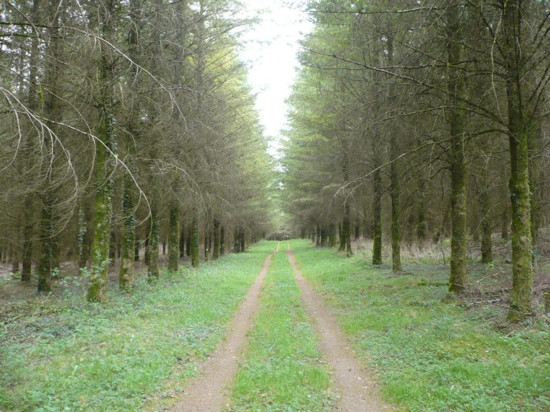 Pm_plantation_forestry2 Pm_plantation_forestry2