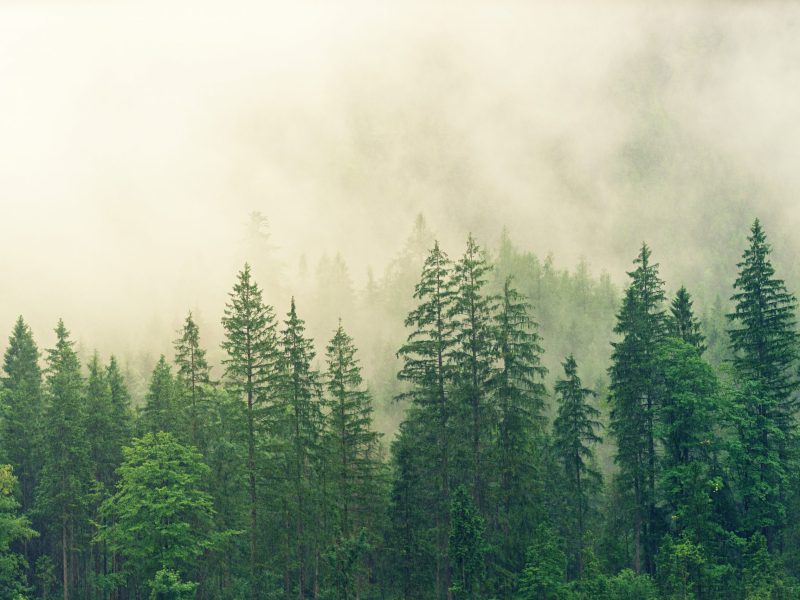 fog-3622519 fog-3622519