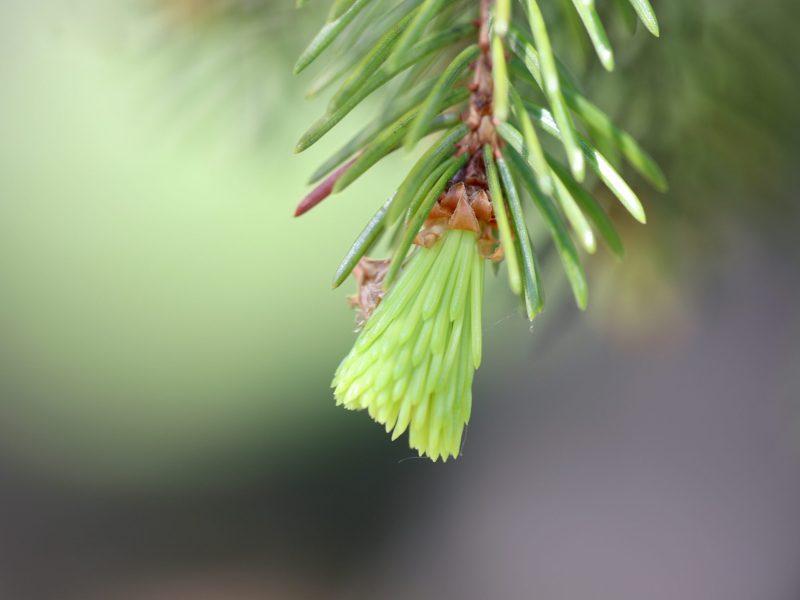 pine-needles-6268679 pine-needles-6268679