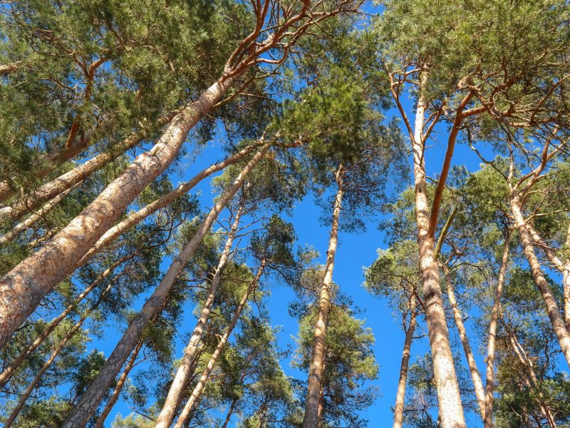 trees-4054612 trees-4054612